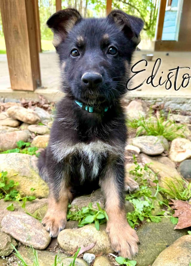 GORGEOUS German Shepherd Puppies media 2