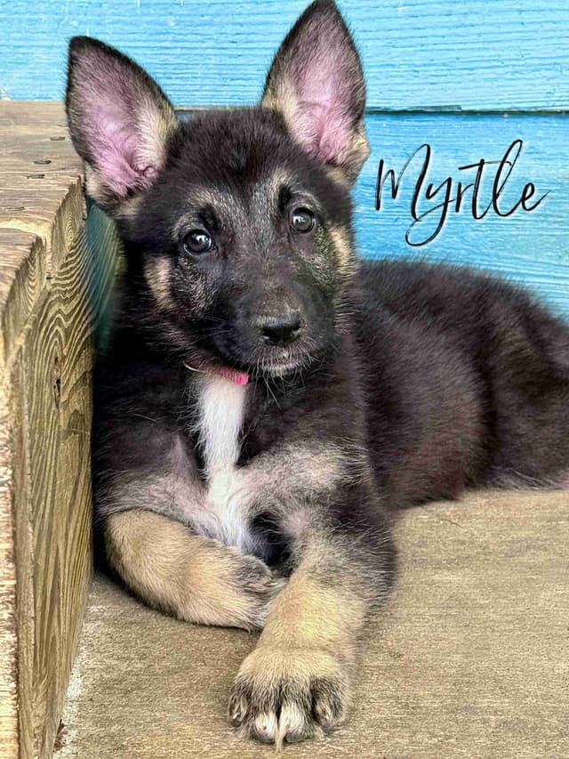 GORGEOUS German Shepherd Puppies media 3