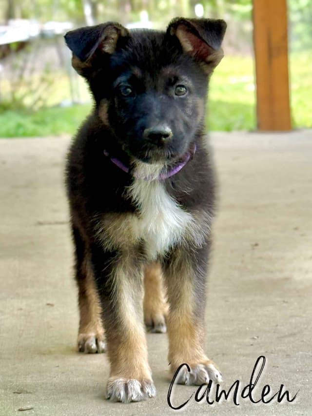 GORGEOUS German Shepherd Puppies media 4