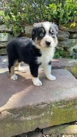 Miniature American Shepherd Puppies breeder image 1