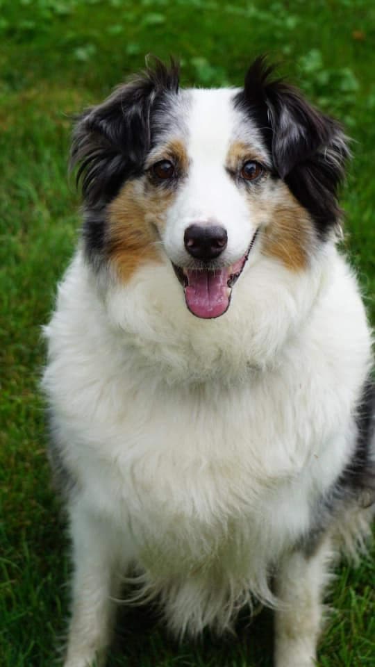 Miniature American Shepherd Puppies breeder image 3