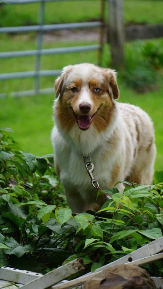 Miniature American Shepherd Puppies breeder image 2