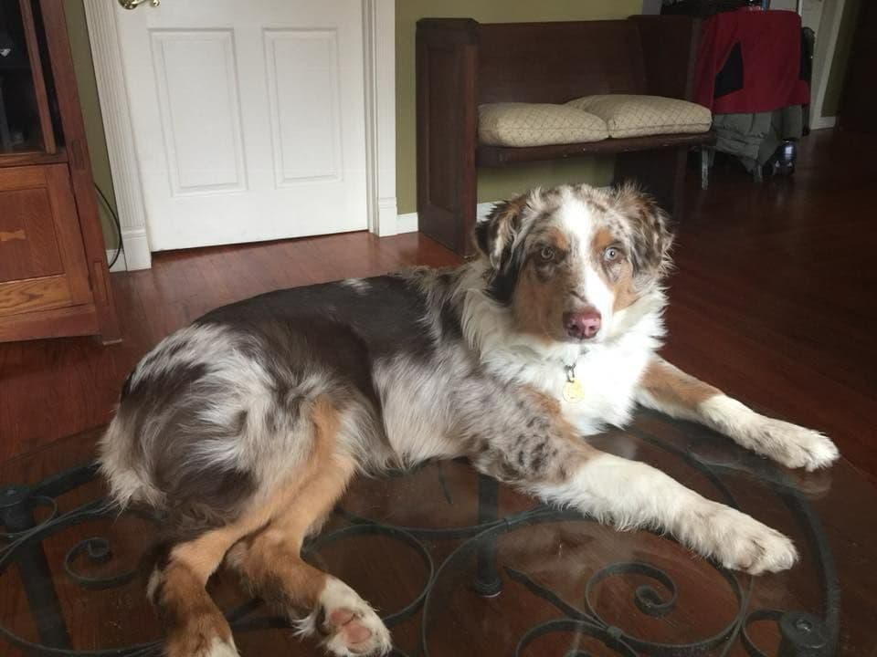 Miniature American Shepherd Puppies breeder image 4
