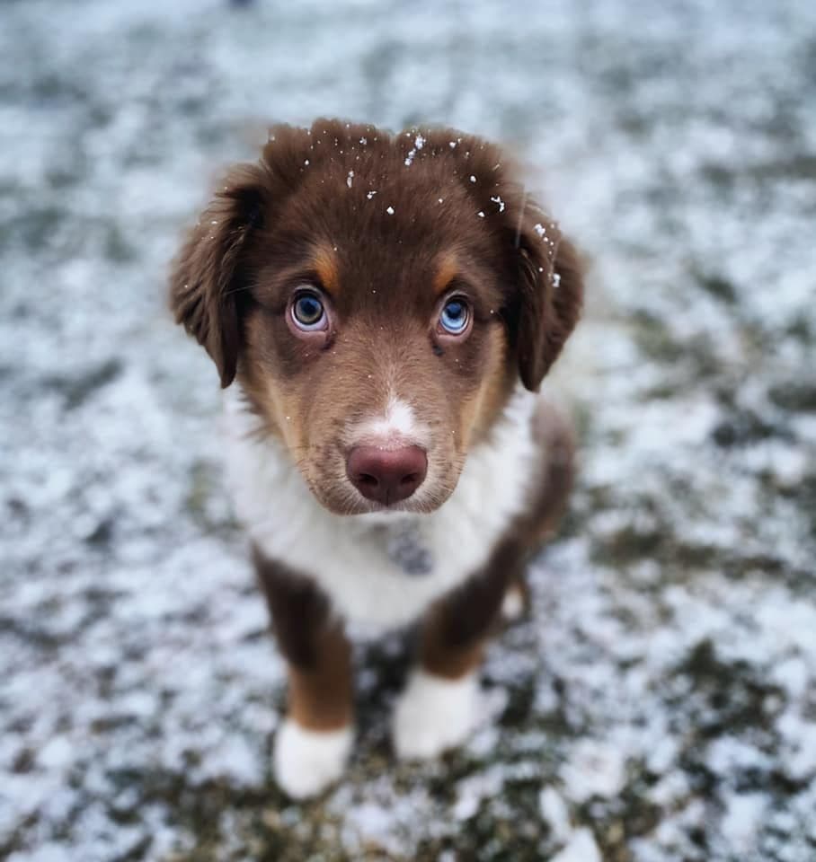 Miniature American Shepherd Puppies breeder image 5