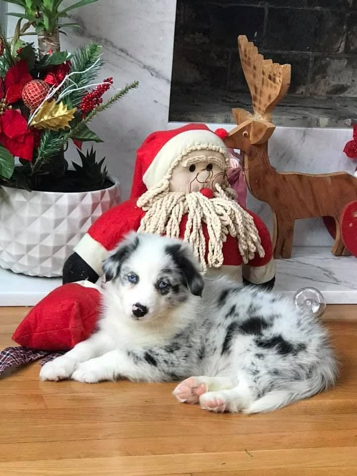 Miniature American Shepherd Puppies breeder image 7