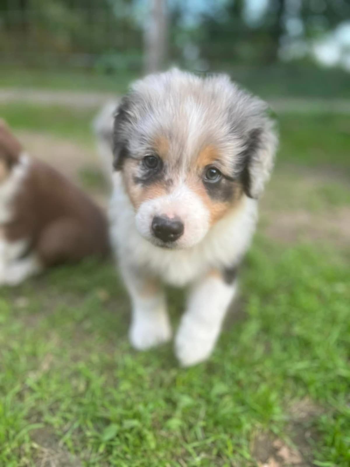 Miniature American Shepherd Puppies breeder image 8
