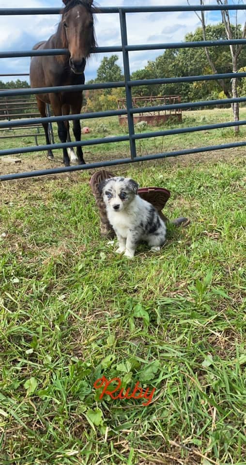 Miniature American Shepherd Puppies breeder image 9