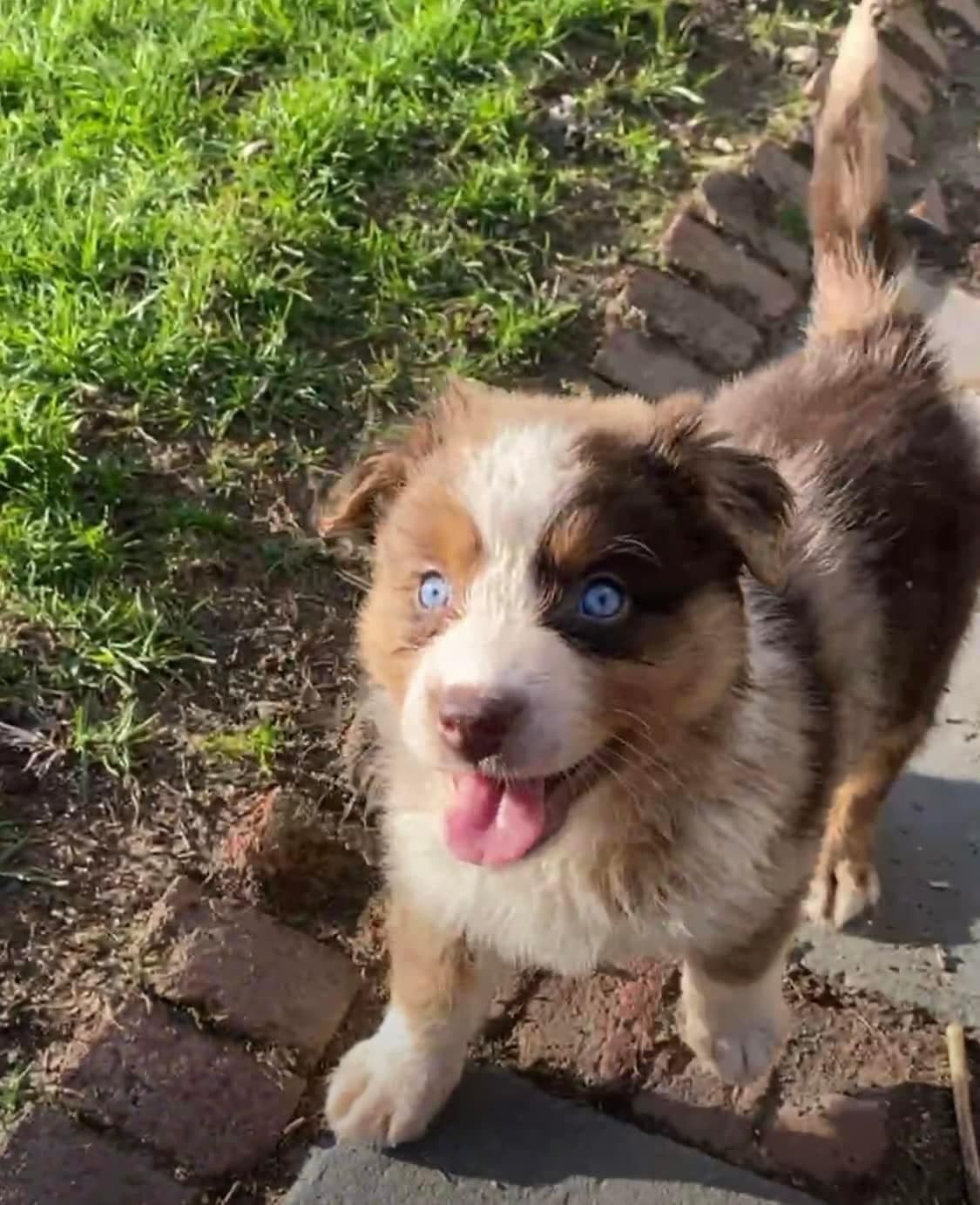 Miniature American Shepherd Puppies breeder image 11