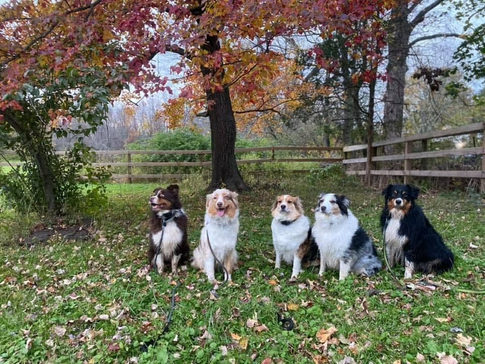 Miniature American Shepherd Puppies breeder image 13