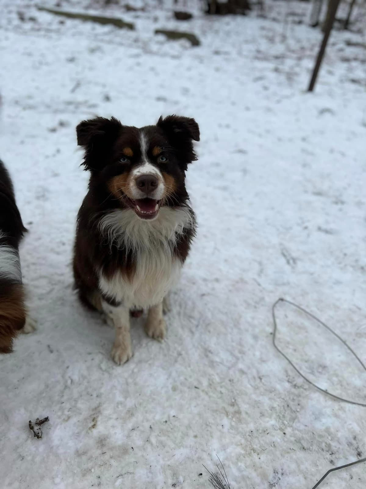 Miniature American Shepherd Puppies breeder image 14