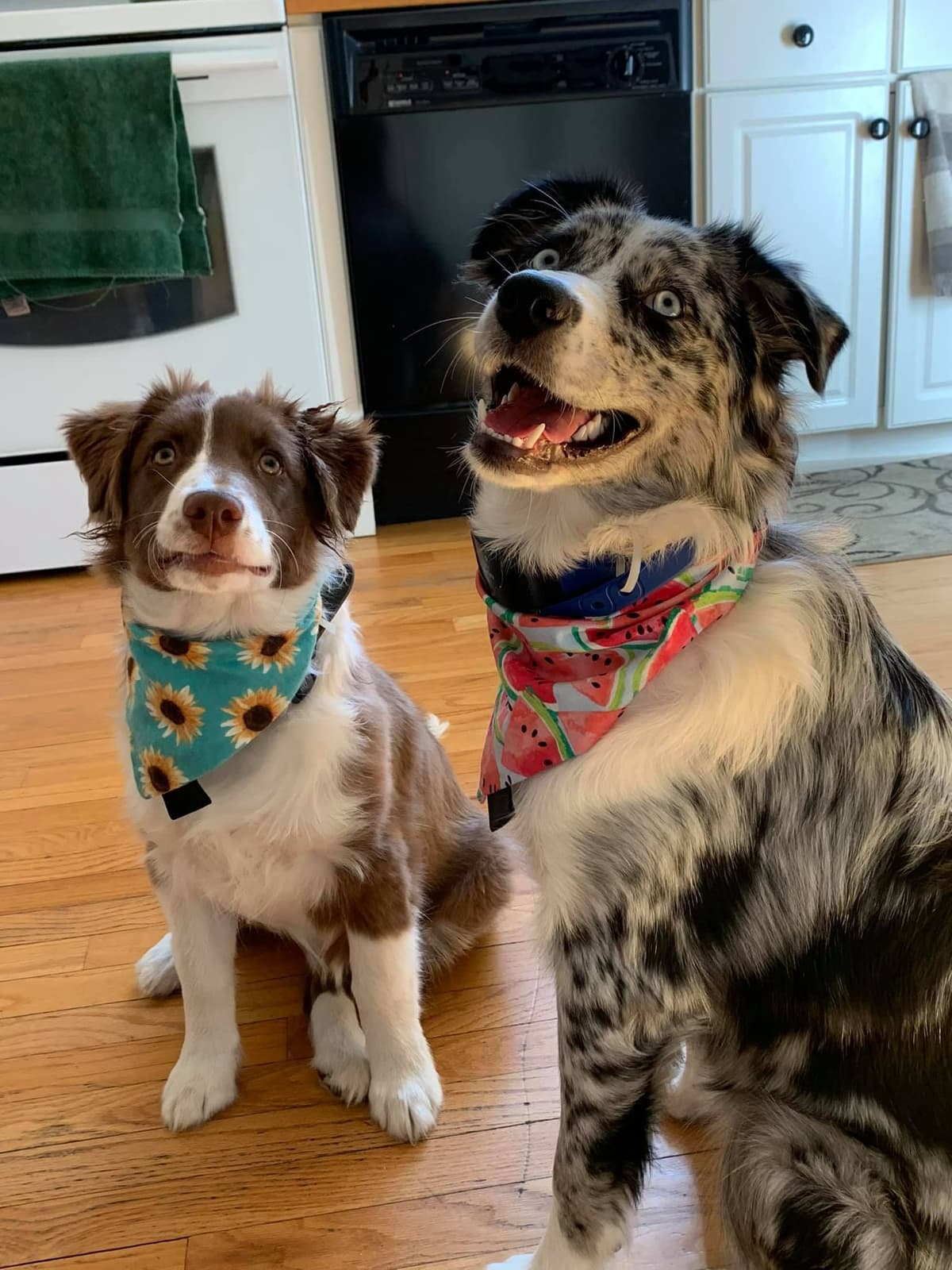 Miniature American Shepherd Puppies breeder image 18