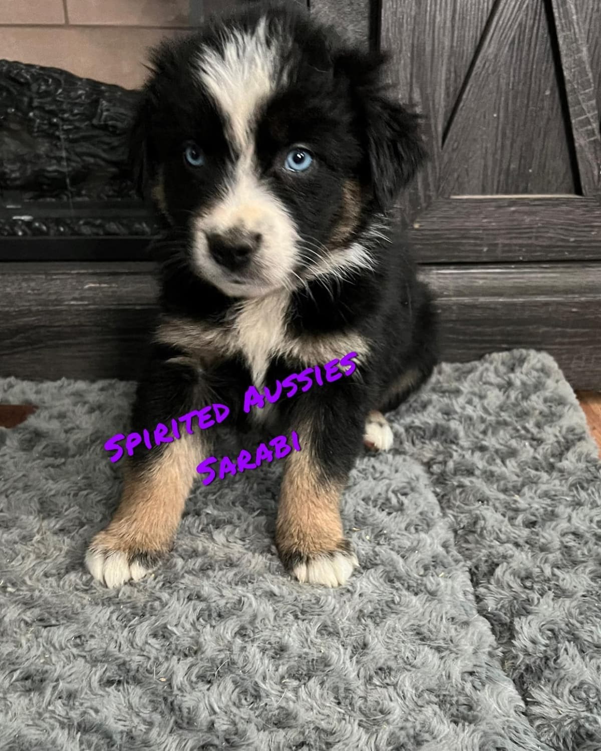 Miniature American Shepherd Puppies breeder image 19