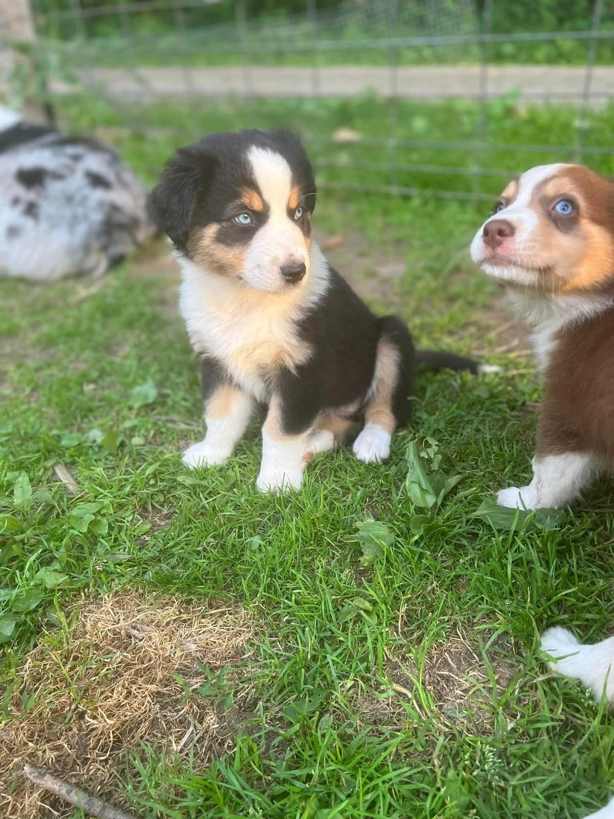 Miniature American Shepherd Puppies breeder image 20
