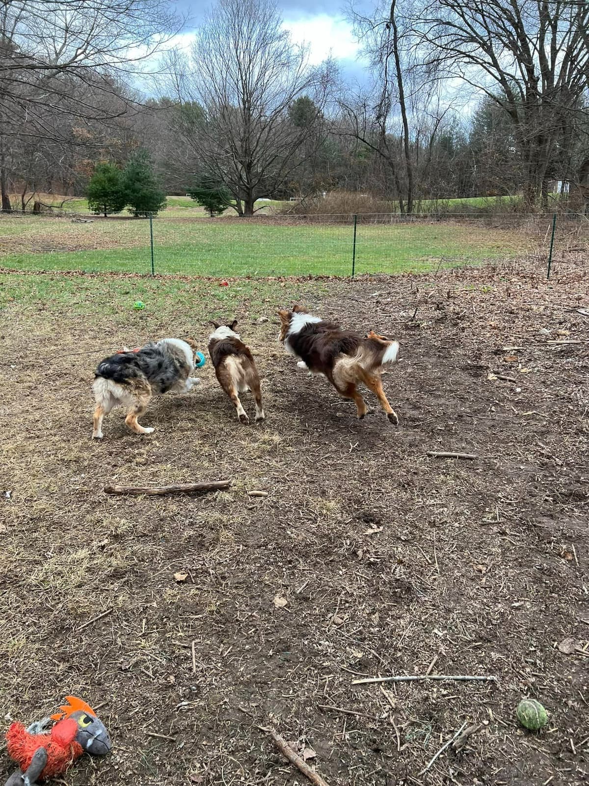 Miniature American Shepherd Puppies breeder image 22