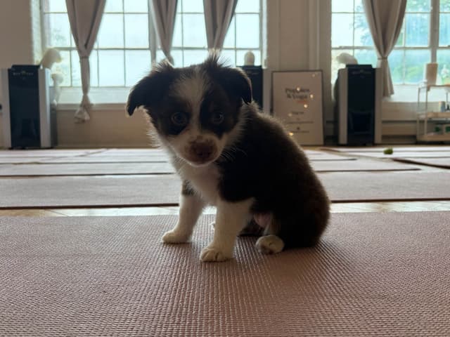 Miniature American Shepherd Puppies media 2