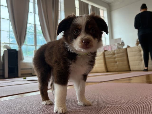 Miniature American Shepherd Puppies media 3