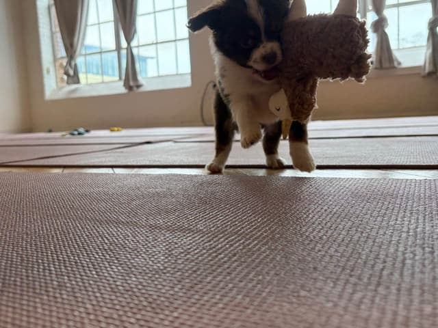 Miniature American Shepherd Puppies media 3