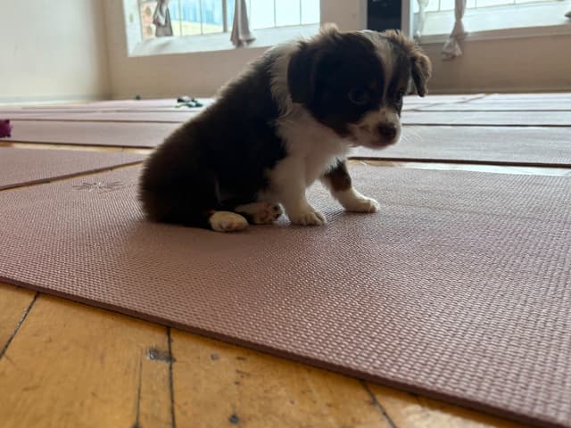 Miniature American Shepherd Puppies media 5