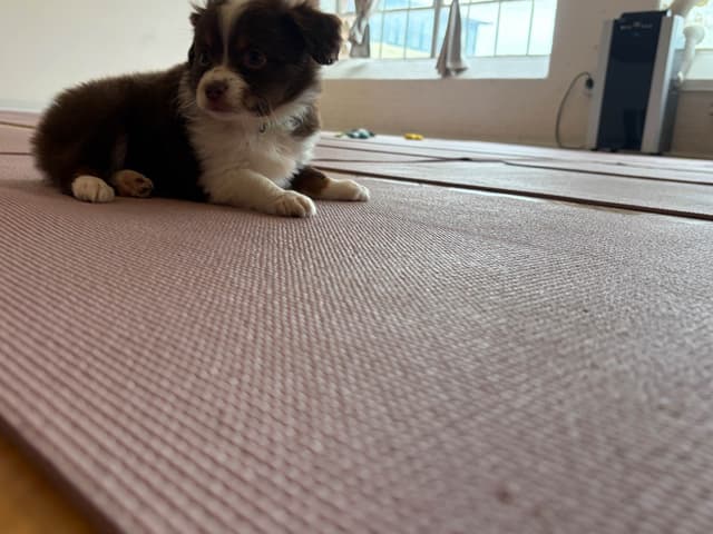Miniature American Shepherd Puppies media 2