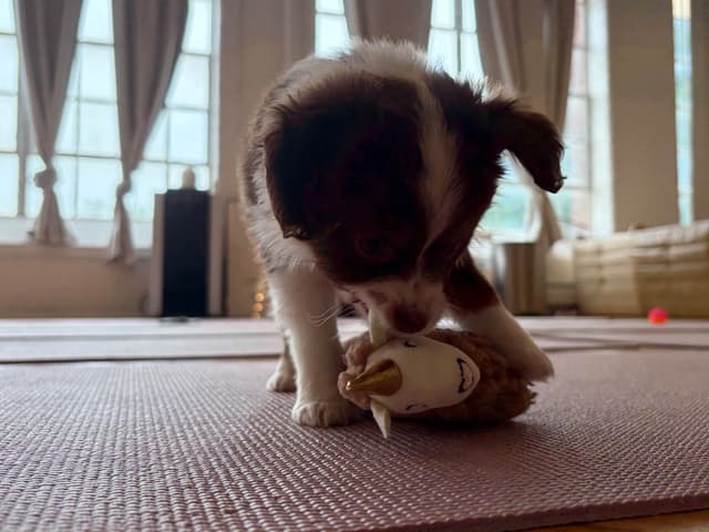 Miniature American Shepherd Puppies media 4