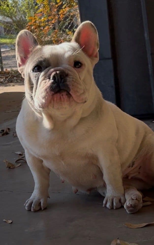 Sale!!!!! Sale!!!! GREATEST PUP AVAILABLE!!!! media 2