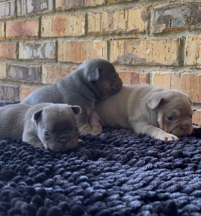 Sale!!!!! Sale!!!! GREATEST PUP AVAILABLE!!!! media 3