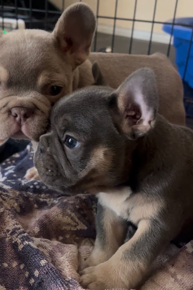 Sale!!!!! Sale!!!! GREATEST PUP AVAILABLE!!!! media 5