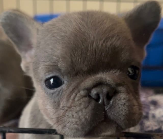 Sale!!!!! Sale!!!! GREATEST PUP AVAILABLE!!!! media 6