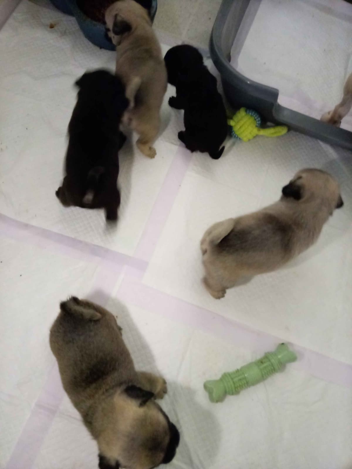 Pug Puppies breeder image 1