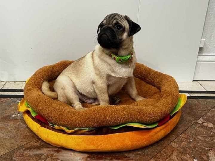 Pug Puppies breeder image 3