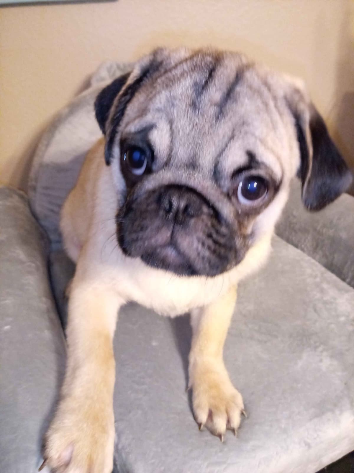 Pug Puppies breeder image 4