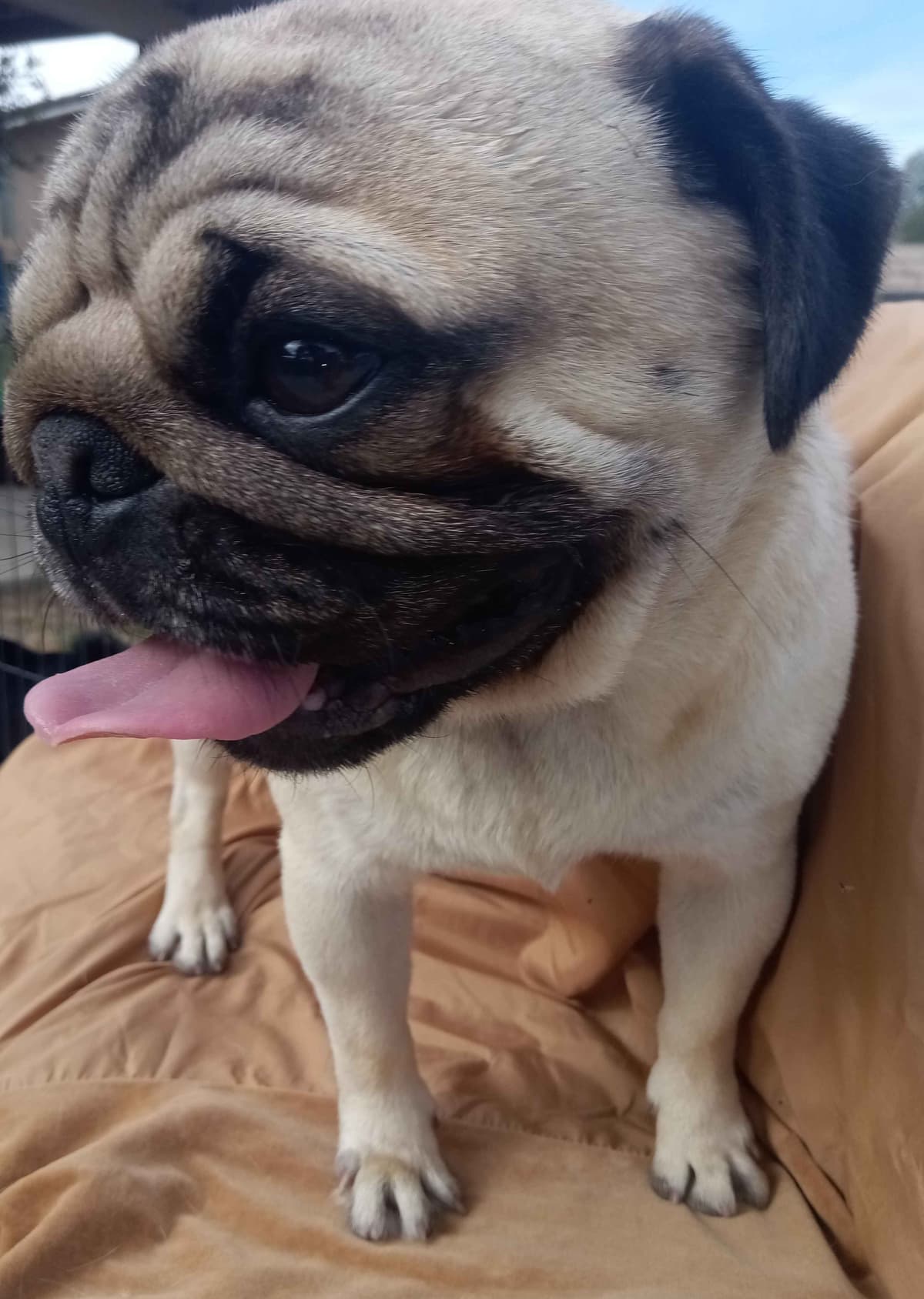 Pug Puppies breeder image 5