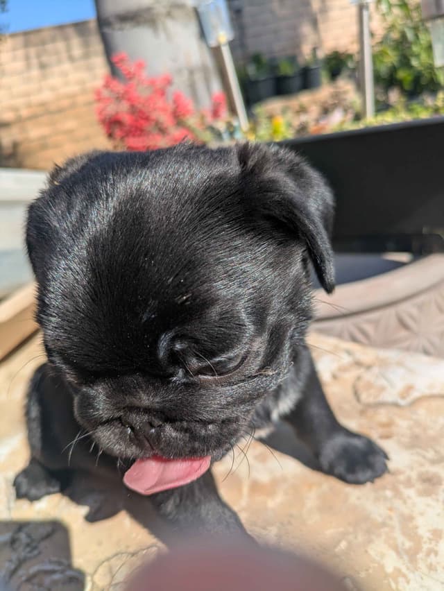 Pug Puppies media 2