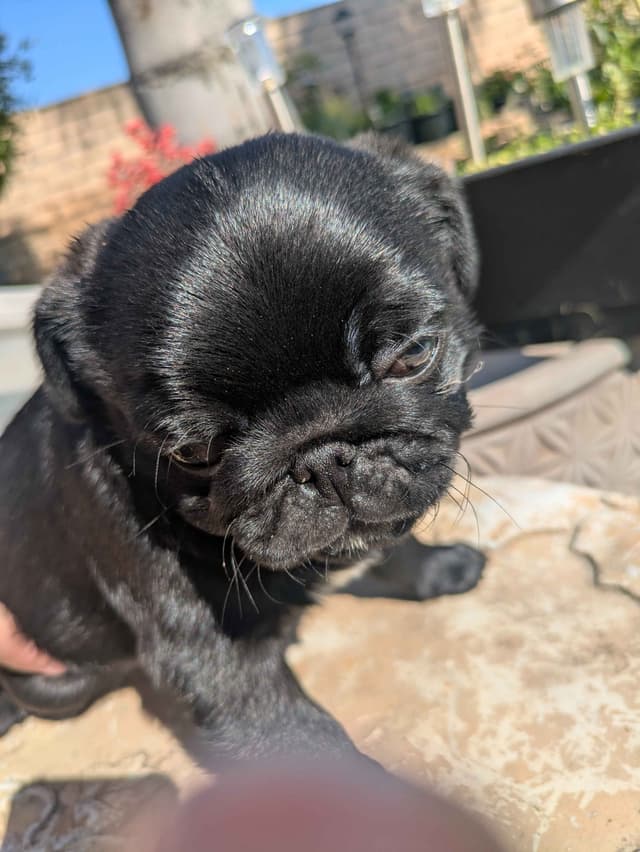 Pug Puppies media 3