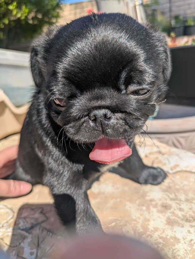 Pug Puppies media 4