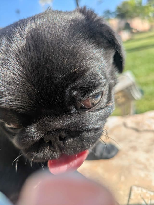Pug Puppies media 5