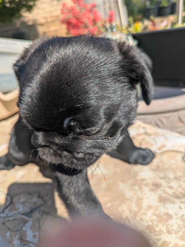 Pug Puppies media 6