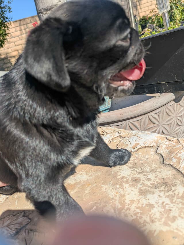 Pug Puppies media 7