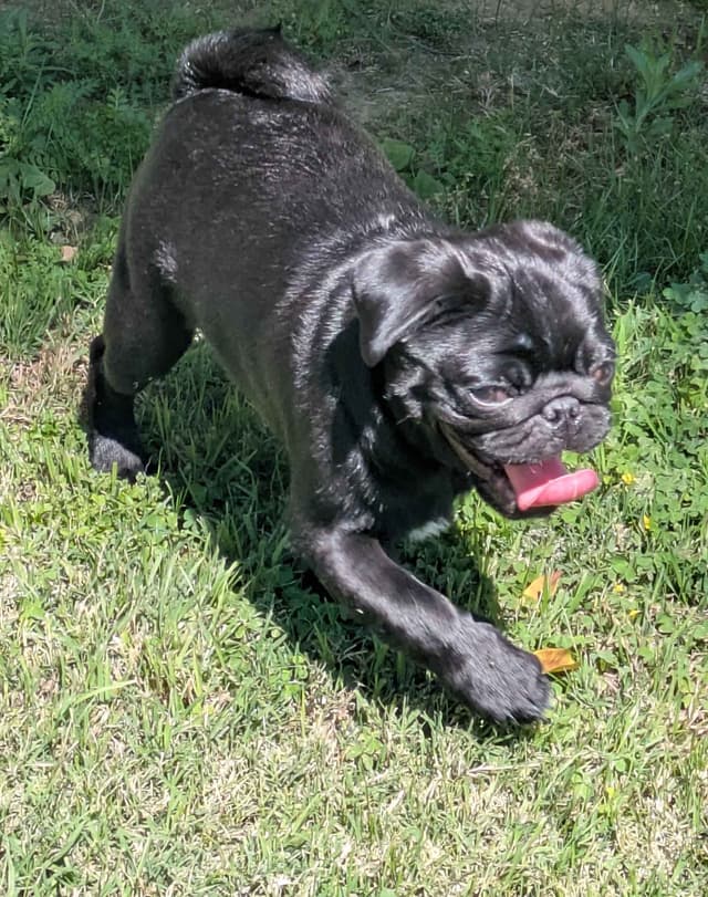 Pug Puppies media 8