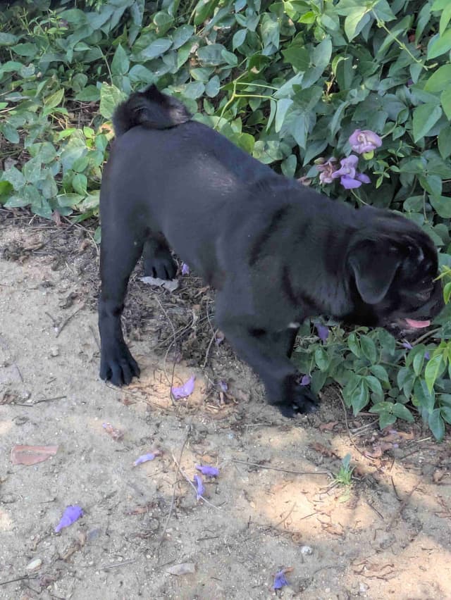 Pug Puppies media 9