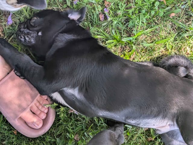 Pug Puppies media 10