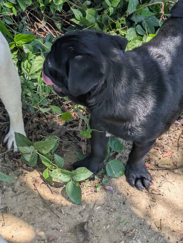 Pug Puppies media 11