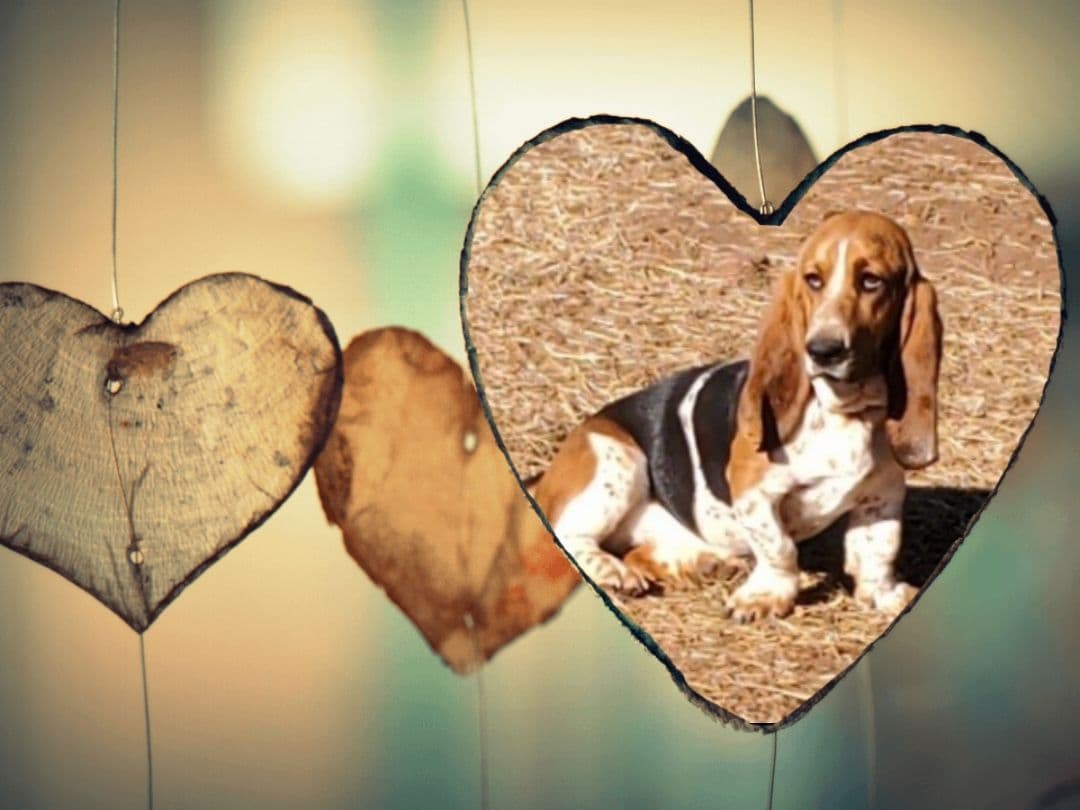 Basset Hound Puppies in North Arkansas breeder image 5