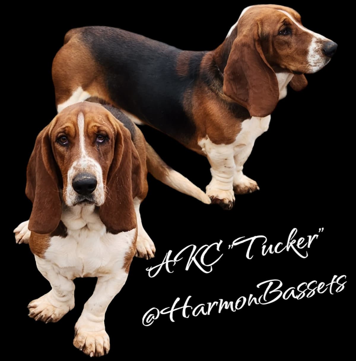 Basset Hound Puppies in North Arkansas breeder image 2