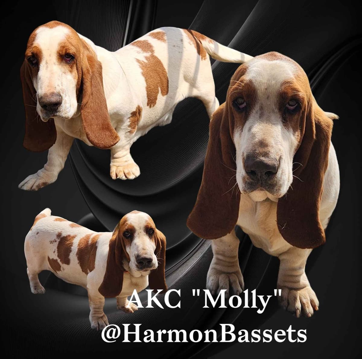 Basset Hound Puppies in North Arkansas breeder image 1
