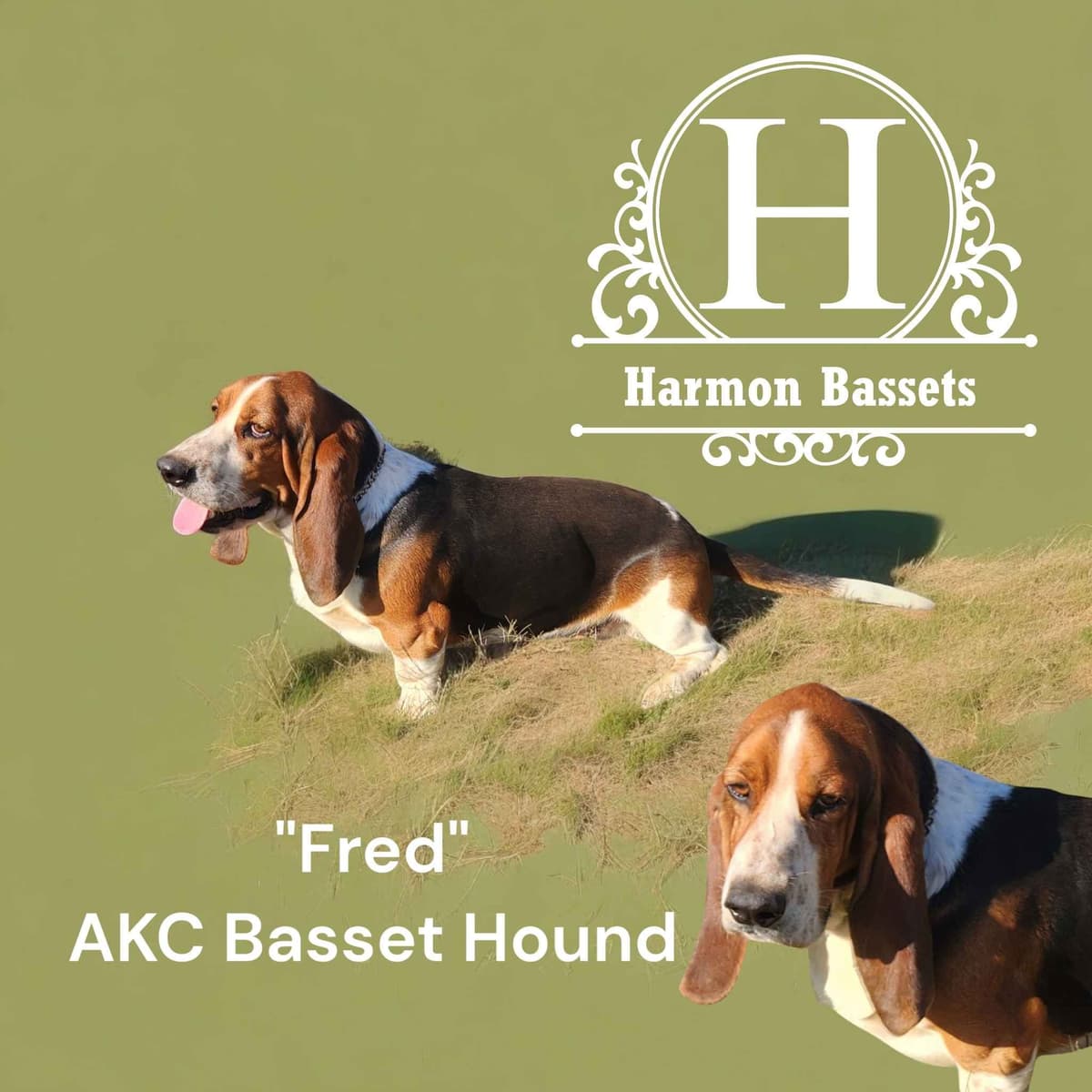Basset Hound Puppies in North Arkansas breeder image 6