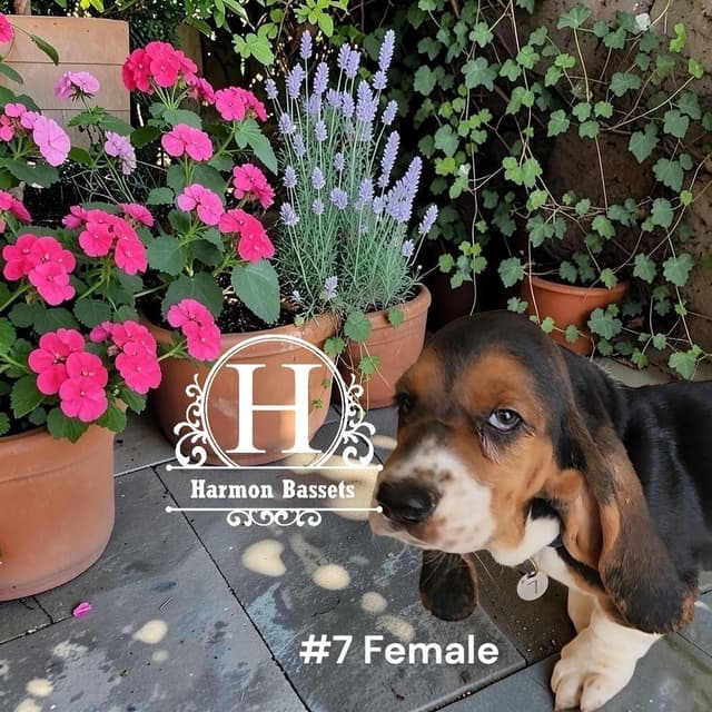 Basset Hound Puppies in North Arkansas media 7