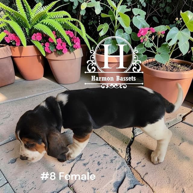 Basset Hound Puppies in North Arkansas media 6