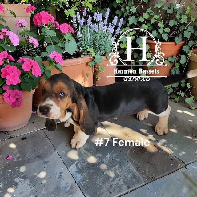 Basset Hound Puppies in North Arkansas media 8