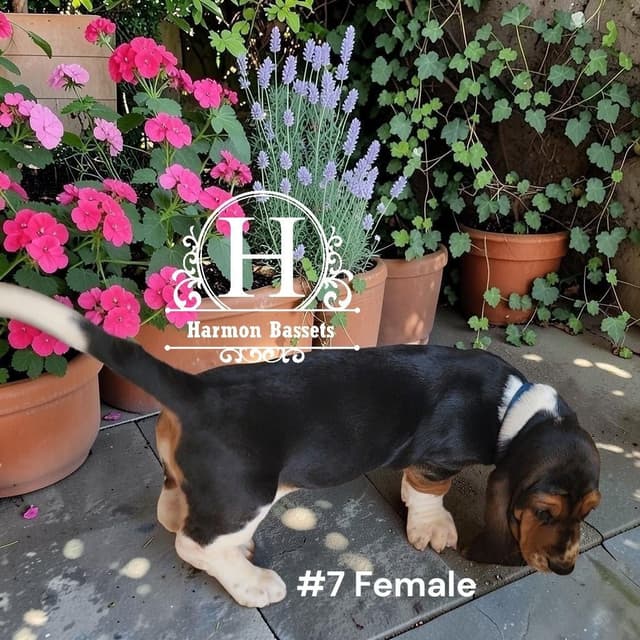 Basset Hound Puppies in North Arkansas media 9